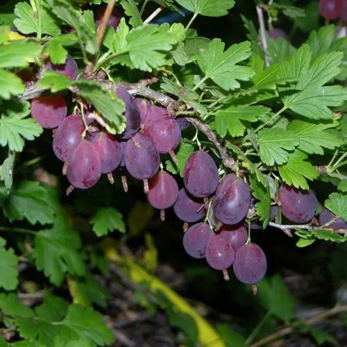 Крыжовник ГРУШЕНЬКА  Крыжовник ГРУШЕНЬКА в Домодедове