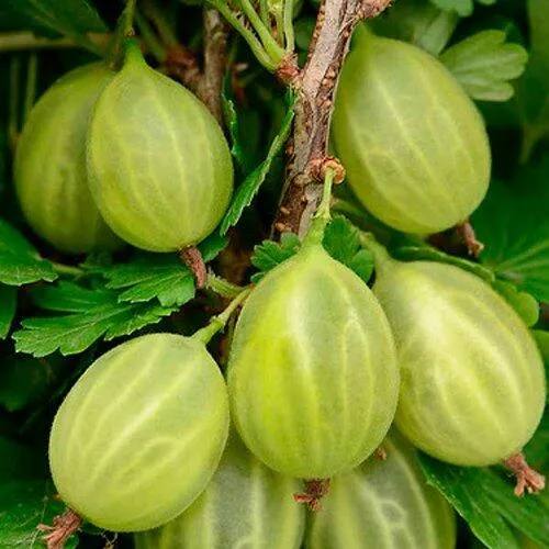 Крыжовник УРАЛЬСКИЙ ИЗУМРУД  Крыжовник УРАЛЬСКИЙ ИЗУМРУД в Домодедове