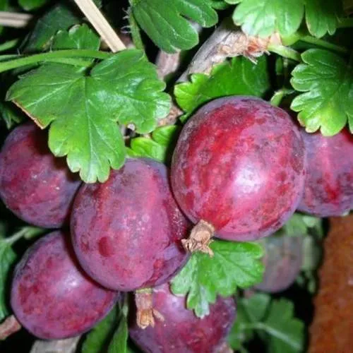 Крыжовник КОЛОБОК  Крыжовник КОЛОБОК в Домодедове