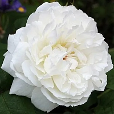 Саженцы роз ВИНЧЕСТЕР КАФЕДРАЛ английская  Саженцы роз ВИНЧЕСТЕР КАФЕДРАЛ английская в Домодедове