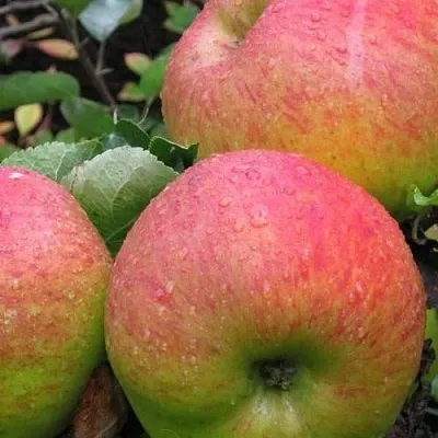 Яблоня ЯБЛОЧНЫЙ СПАС  Яблоня ЯБЛОЧНЫЙ СПАС в Домодедове