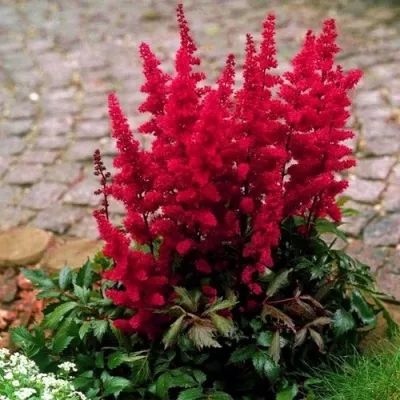 Астильба ГЛАТ Арендса в Домодедове