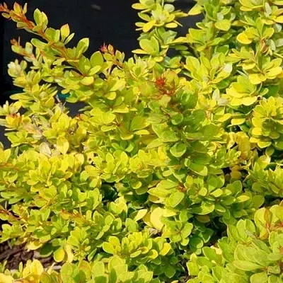 Барбарис СЕНСЕЙШЕН тунберга  Барбарис СЕНСЕЙШЕН тунберга в Домодедове