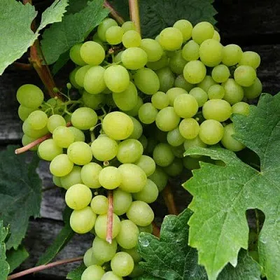 Виноград АЛЕШЕНЬКИН в Домодедове