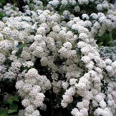 Спирея ВАНГУТТА  Спирея ВАНГУТТА в Домодедове