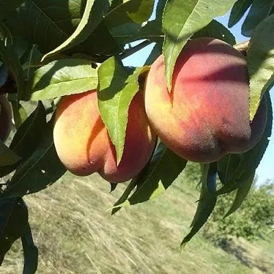 Персик СОФГАФЕН  Персик СОФГАФЕН в Домодедове