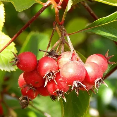 Боярышник ШАМИЛЬ в Домодедове