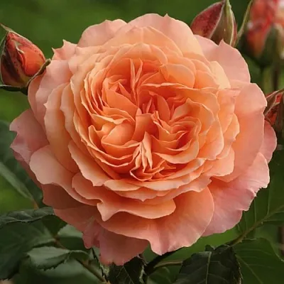 Саженцы роз БЕЛЬВЕДЕР шраб  Саженцы роз БЕЛЬВЕДЕР шраб в Домодедове