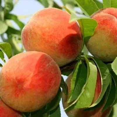 Персик ВАРДЕНИ  Персик ВАРДЕНИ в Домодедове