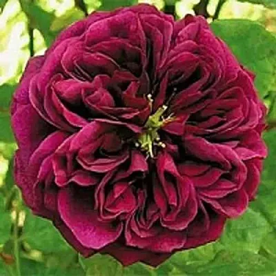 Саженцы роз ЗЕ ПРИНЦ английская  Саженцы роз ЗЕ ПРИНЦ английская в Домодедове