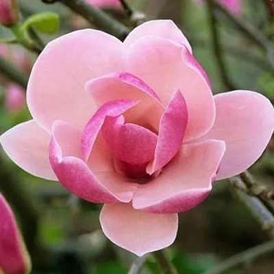 Магнолия РУСТИКА РУМБА  Магнолия РУСТИКА РУМБА в Домодедове