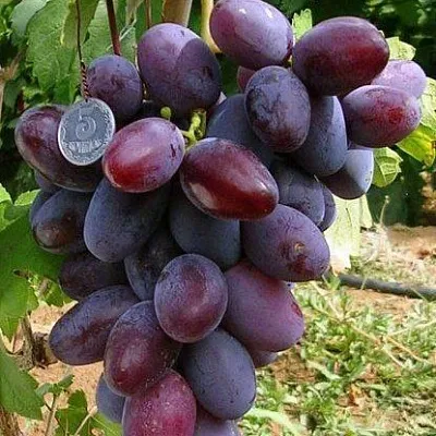 Средние сорта в Домодедове