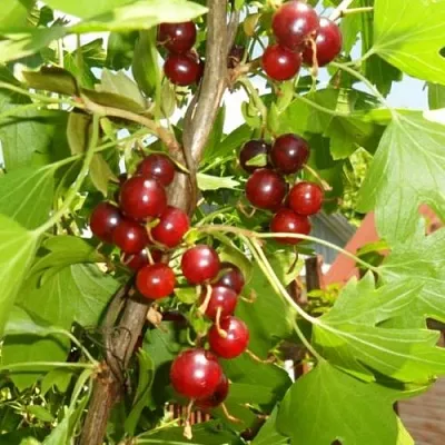 Смородина золотистая ВИШНЕВАЯ в Домодедове