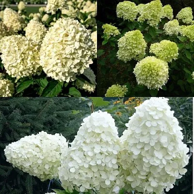 Комплект НЕЖНЫЙ КАПУЧИНО в Домодедове