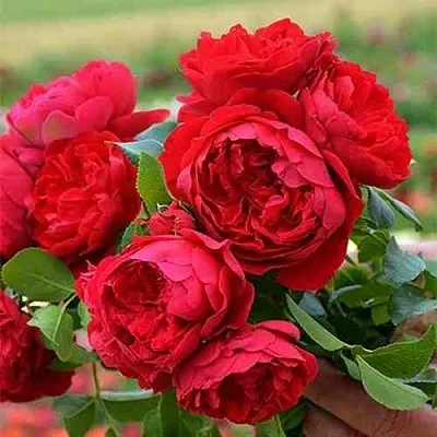 Саженцы роз ФЛОРЕНТИНА плетистая  Саженцы роз ФЛОРЕНТИНА плетистая в Домодедове