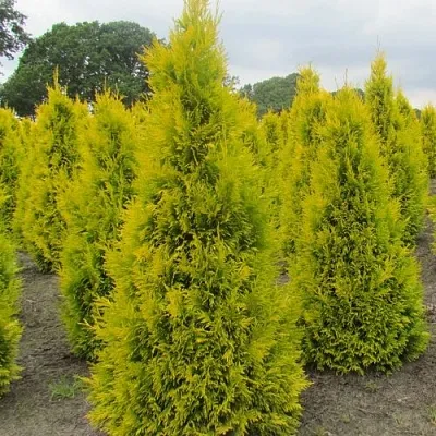Туя САНКИСТ западная в Домодедове