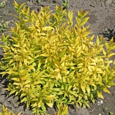 Бирючина АУРЕА обыкновенная — описание сорта Бирючина АУРЕА обыкновенная в Домодедове