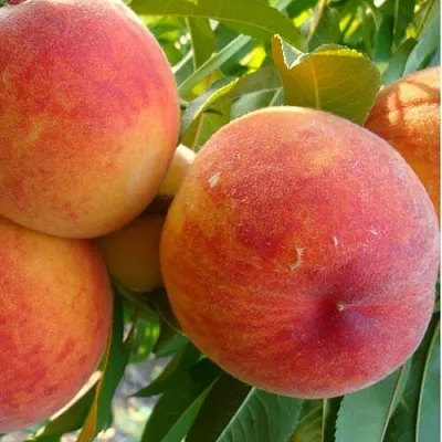 Персик ДИВНЫЙ  Персик ДИВНЫЙ в Домодедове