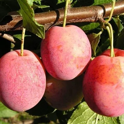 Слива ВИКТОРИЯ  Слива ВИКТОРИЯ в Домодедове