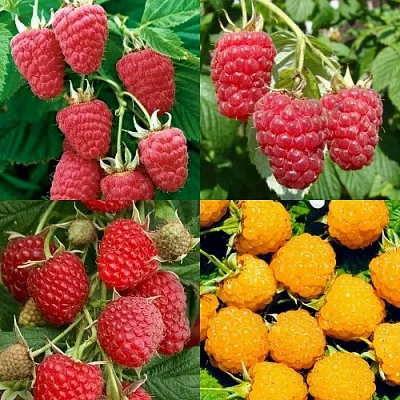 Комплект МАЛИНОВОЕ АССОРТИ в Домодедове