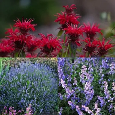 Комплект АРОМАТНЫЙ ЧАЙ в Домодедове