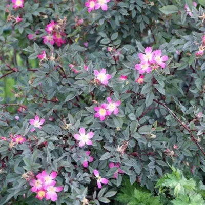 Саженцы роз сизая — описание сорта Саженцы роз сизая в Домодедове