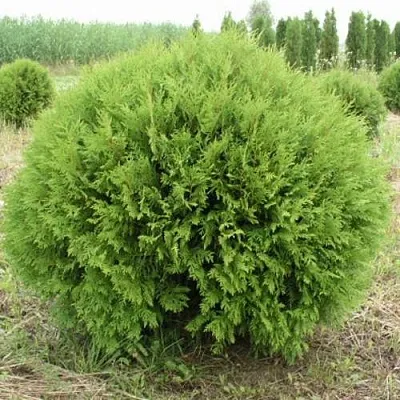 Туя ГЛОБОЗА западная в Домодедове