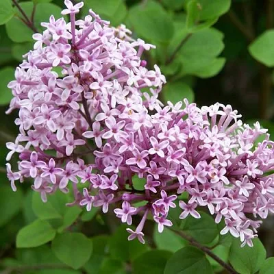 Сирень ПАЛИБИН   Сирень ПАЛИБИН  в Домодедове