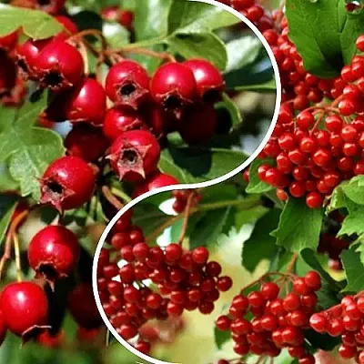 Комплект БУДЬ ЗДОРОВ в Домодедове