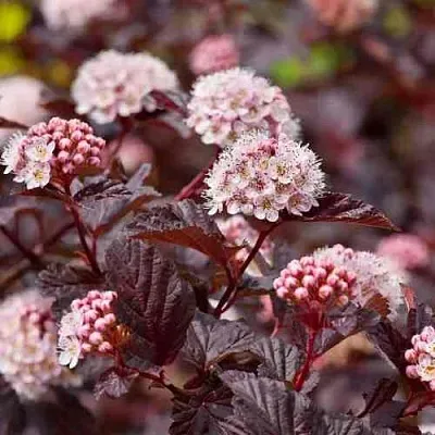 Пузыреплодник АНДРЕ  в Домодедове