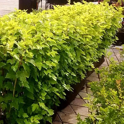 Комплект АНГЕЛ ГОЛД в Домодедове