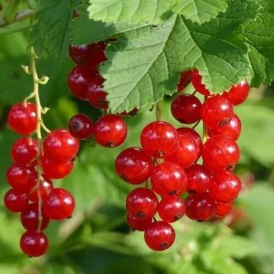 Смородина красная РОНДОМ в Домодедове