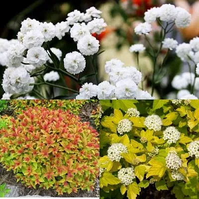 Комплект СОЛНЕЧНЫЙ МИКС в Домодедове