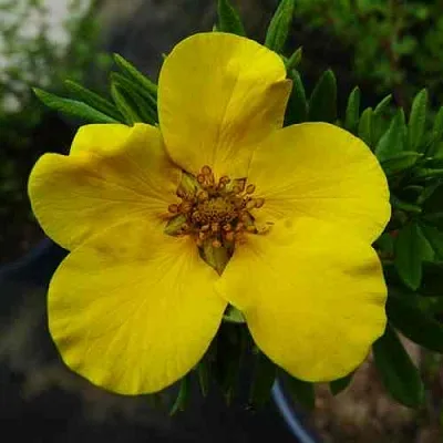 Лапчатка ГОЛДФИНГЕР кустарниковая  Лапчатка ГОЛДФИНГЕР кустарниковая в Домодедове