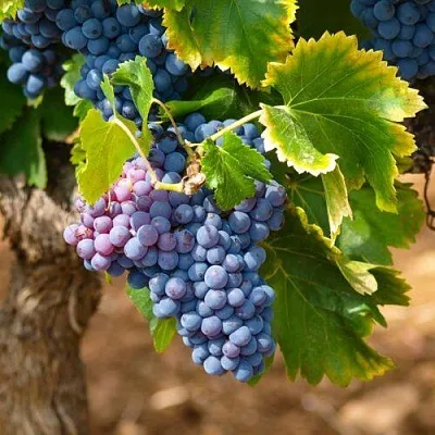 Виноград ЗИЛГА в Домодедове