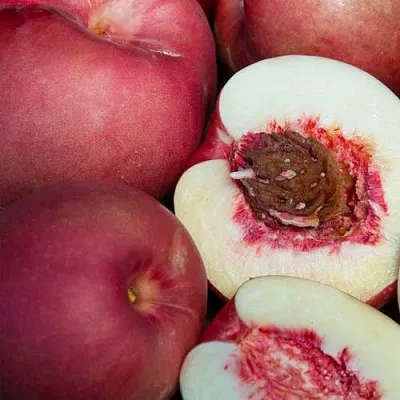 НЕКТАПЛЮМ  НЕКТАПЛЮМ в Домодедове