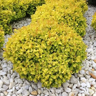 Барбарис БОНАНЗА ГОЛД тунберга  Барбарис БОНАНЗА ГОЛД тунберга в Домодедове