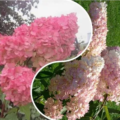 Комплект МНОГОГРАННОСТЬ в Домодедове