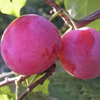 Слива ДЕЛИКАТНАЯ  Слива ДЕЛИКАТНАЯ в Домодедове