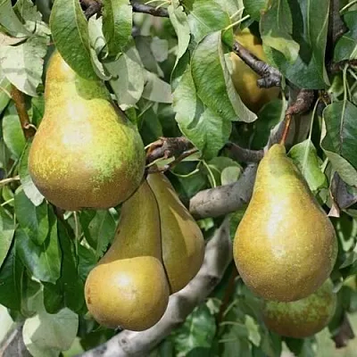 Груша САПФИРА колонновидная  Груша САПФИРА колонновидная в Домодедове
