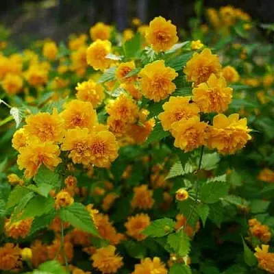 Керрия японская ПЛЕНИФЛОРА  Керрия японская ПЛЕНИФЛОРА в Домодедове