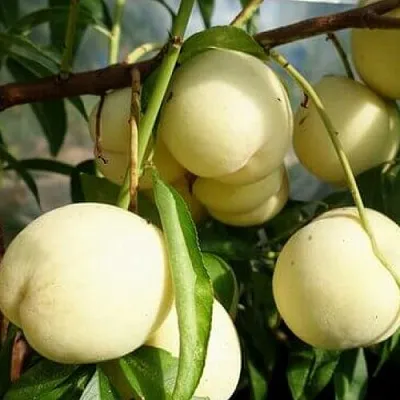 Персик АЙС ПИЧ  Персик АЙС ПИЧ в Домодедове