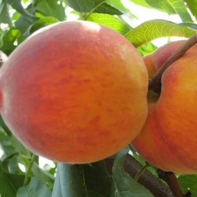 Персик СОЧНЫЙ — описание сорта Персик СОЧНЫЙ в Домодедове