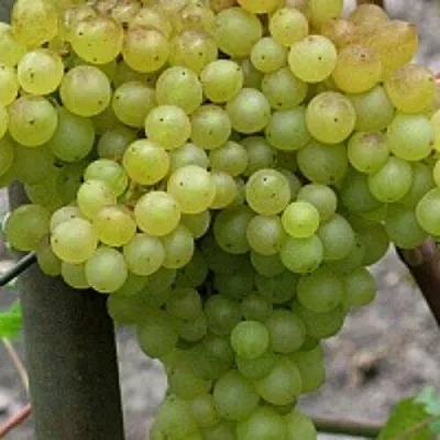 Виноград КИШМИШ 342 в Домодедове