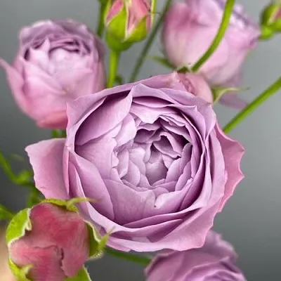 Саженцы роз ЛАВЕНДЕР БАБЛС спрей  Саженцы роз ЛАВЕНДЕР БАБЛС спрей в Домодедове