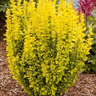 Барбарис ГОЛДЕН ТОРЧ тунберга  Барбарис ГОЛДЕН ТОРЧ тунберга в Домодедове