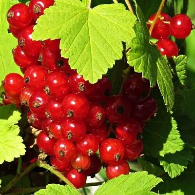 Смородина красная ГАЗЕЛЬ в Домодедове