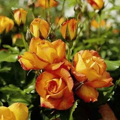 Саженцы роз САХАРА плетистая  Саженцы роз САХАРА плетистая в Домодедове