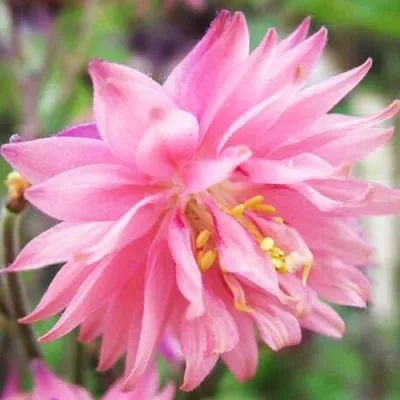 Аквилегия БАРЛОУ ПИНК гибрид МакКаны — описание сорта Аквилегия БАРЛОУ ПИНК гибрид МакКаны в Домодедове