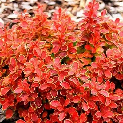 Барбарис КОРАЛ тунберга  Барбарис КОРАЛ тунберга в Домодедове